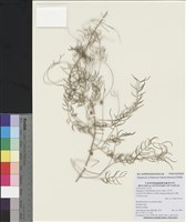 藏品(天門冬)的圖片